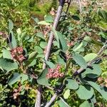 Amelanchier utahensis Fruit