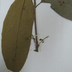 Aniba parviflora പുഷ്പം