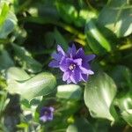 Monochoria vaginalis Flower