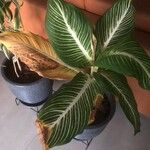 Dieffenbachia seguineFeuille