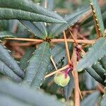 Berberis gagnepainii Bark