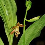 Calanthe robertsii