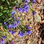 Pulmonaria angustifoliaFlower