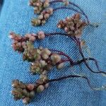 Sedum andegavense 花