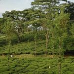 Camellia sinensis 整株植物