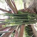 Euphorbia trigona 叶