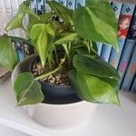 Philodendron cordatum Fuelha