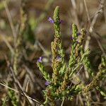 Verbena lasiostachys Yeri