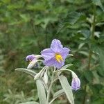 Solanum elaeagnifolium Blomma
