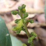 Rinorea ilicifolia Flor
