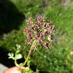 Libanotis pyrenaica 花