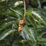 Citharexylum spinosum Fruchs