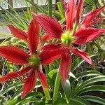 Hippeastrum puniceum Květ