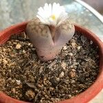 Lithops pseudotruncatella Flower