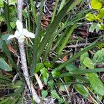 Dietes iridioides Blatt