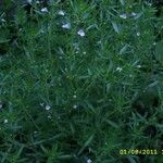Satureja hortensis Cvet