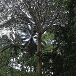 Pachylobus pubescens Vivejo