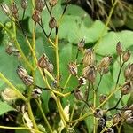 Lapsana communis 果實