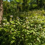 Persicaria campanulata Habit