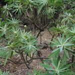 Euphorbia tuckeyana Habit