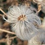 Clematis tangutica Frucht