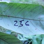 Anthonotha macrophylla Leaf