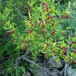 Ilex mucronata Fruit