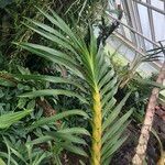 Grammatophyllum speciosum Lapas