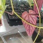 Cissus javana Folha