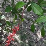 Quassia amara Fruto