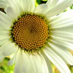 Leucanthemum maximum 花