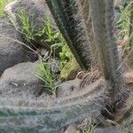 Pilosocereus leucocephalus Bark