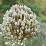 Allium polyanthum Cvet