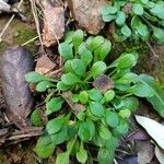 Claytonia rubra Blatt