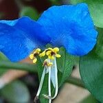 Commelina communis Blüte