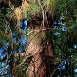 Pinus jeffreyi 樹皮