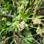 Valeriana woodsiana Květ