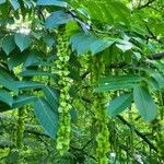 Pterocarya fraxinifolia Fruit