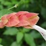 Justicia brandegeeana Flor