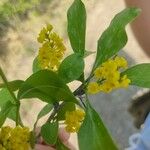 Berberis vulgaris Květ