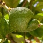 Citrus latifolia Fruit