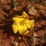 Mandevilla scabra Virág