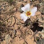 Calochortus flexuosus Blodyn