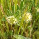 Anthyllis cornicina 花
