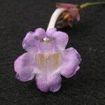 Strobilanthes pentastemonoides Кветка