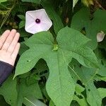 Ipomoea setosa Лист