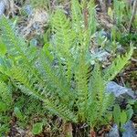 Pedicularis rostratospicata 形態