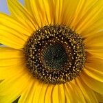 Helianthus giganteus Flower