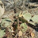 Opuntia phaeacantha 整株植物