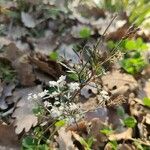 Ptychotis saxifraga Blomst